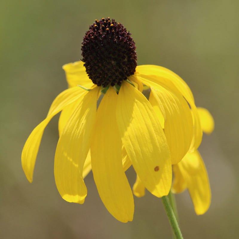 High Country Gardens Gray Headed Prairie Coneflower