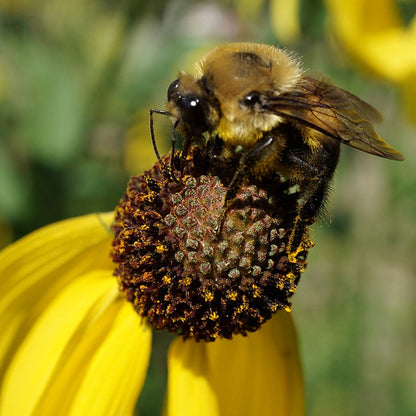 Gray Headed Prairie Coneflower