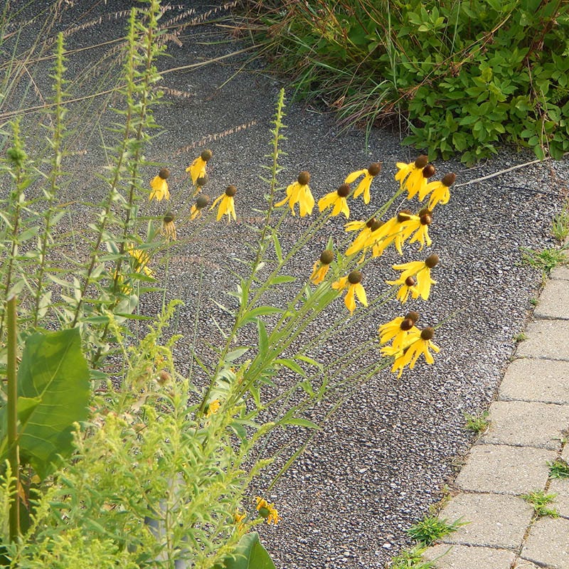 Gray Headed Prairie Coneflower