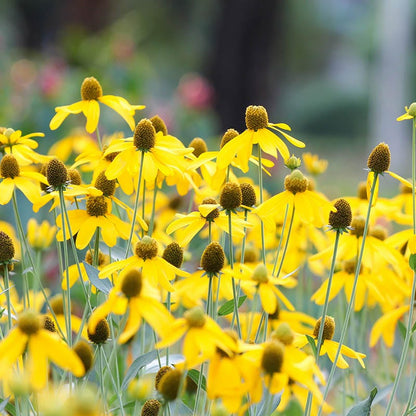 Gray Headed Prairie Coneflower