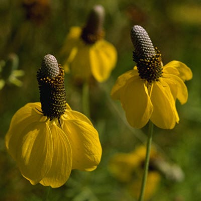High Country Gardens Prairie Coneflower