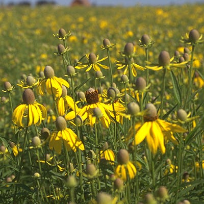 yellow flower seeds Yellow Prairie Coneflower Seeds, Ratibida columnaris