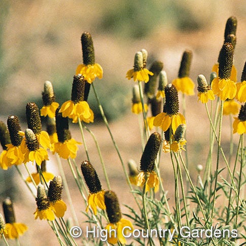 Yellow Prairie Coneflower
