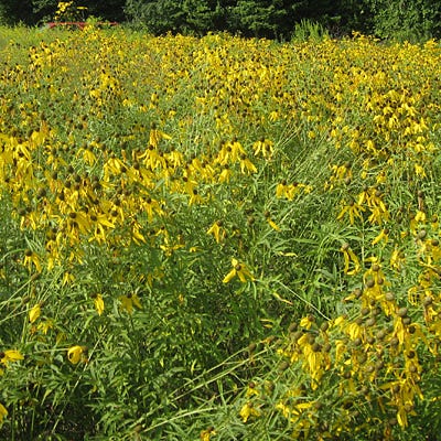 Grey Headed Coneflower Seeds