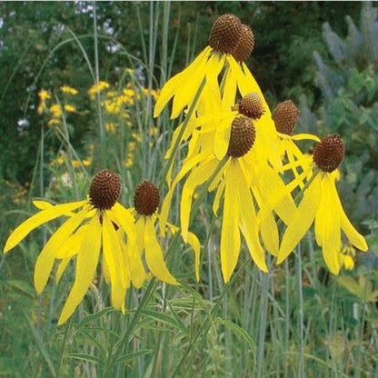 Rain Garden Pre-Planned Garden