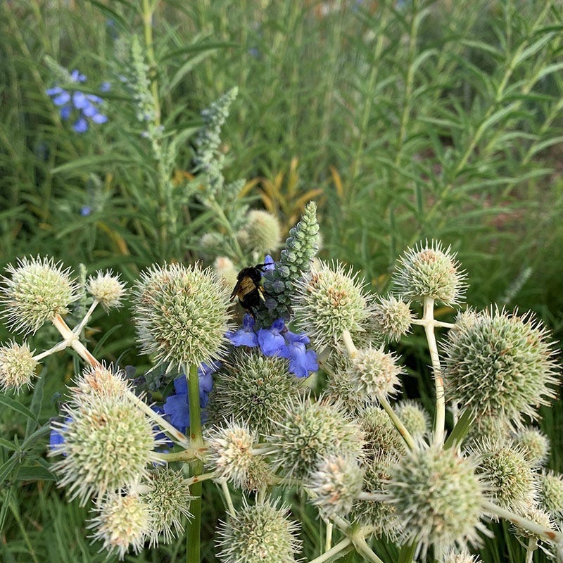 rattle snake wild flower plant Rattlesnake Master