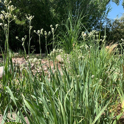 Rattlesnake Master (Eryngium)