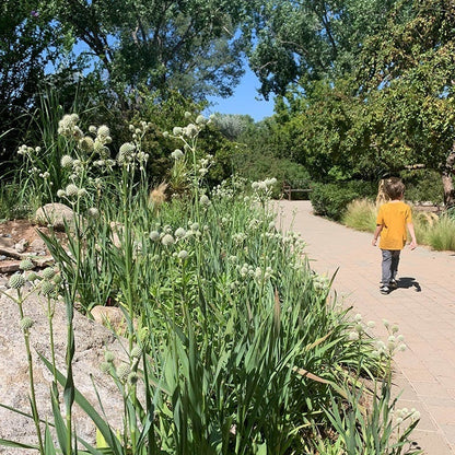 Rattlesnake Master (Eryngium)