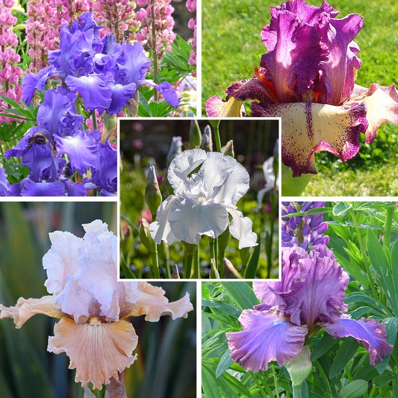 Reblooming Bearded Iris Collection