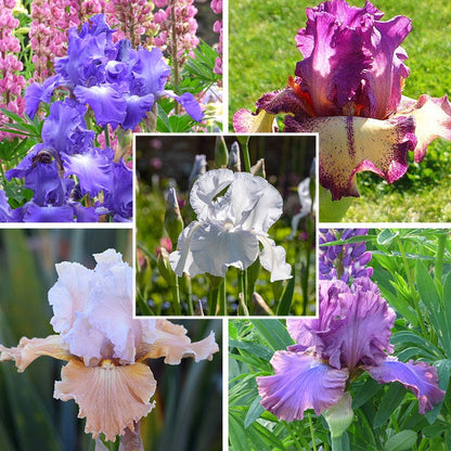 Reblooming Bearded Iris Collection