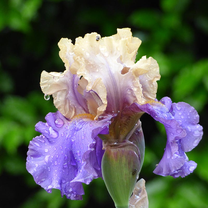 Recurring Delight Bearded Iris