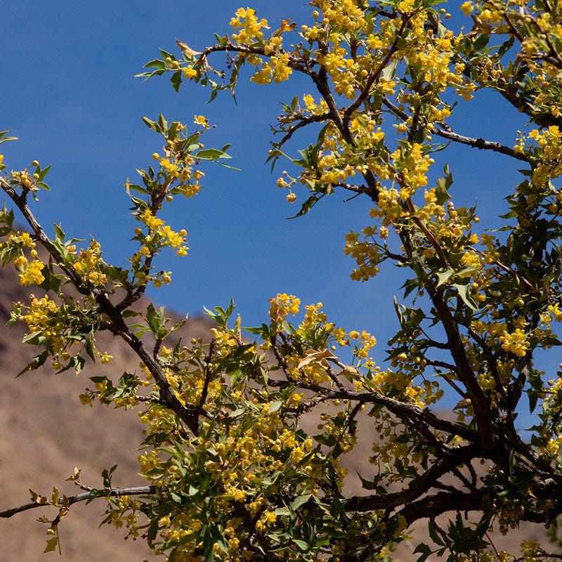 Red Barberry (Mahonia)