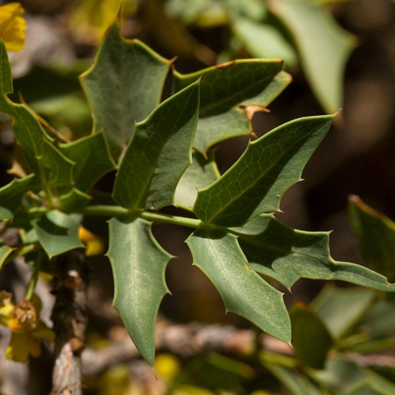 Red Barberry (Mahonia)