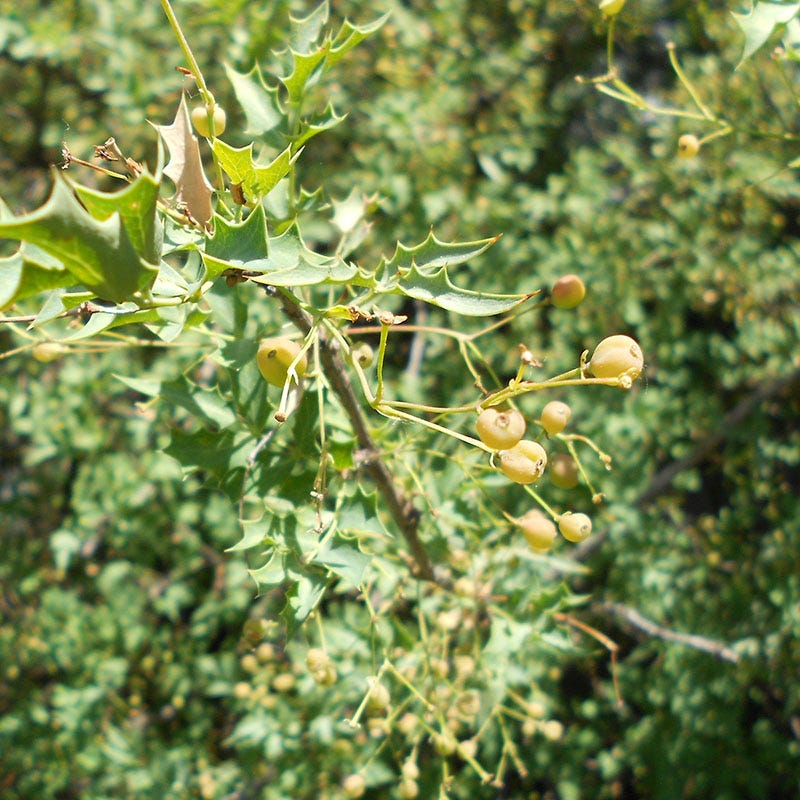 Red Barberry (Mahonia)