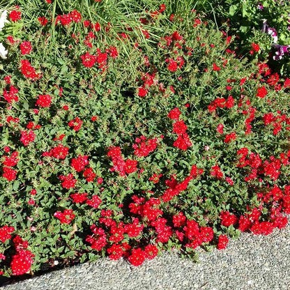 Red Devil Perennial Verbena