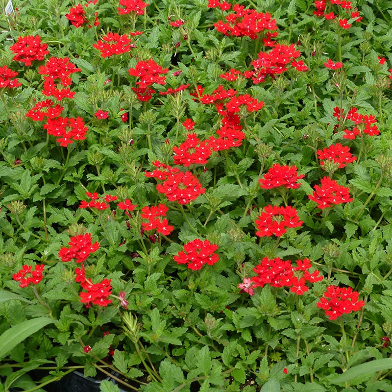 Red Devil Perennial Verbena