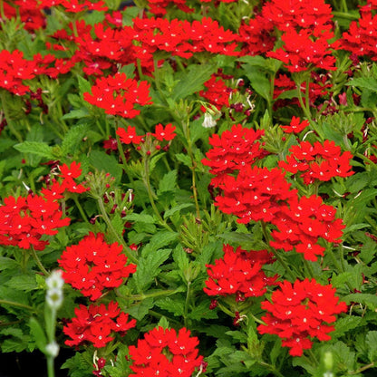 Red Devil Perennial Verbena