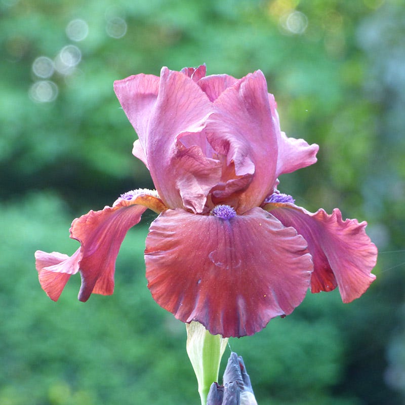 Red Dirt Road Bearded Iris