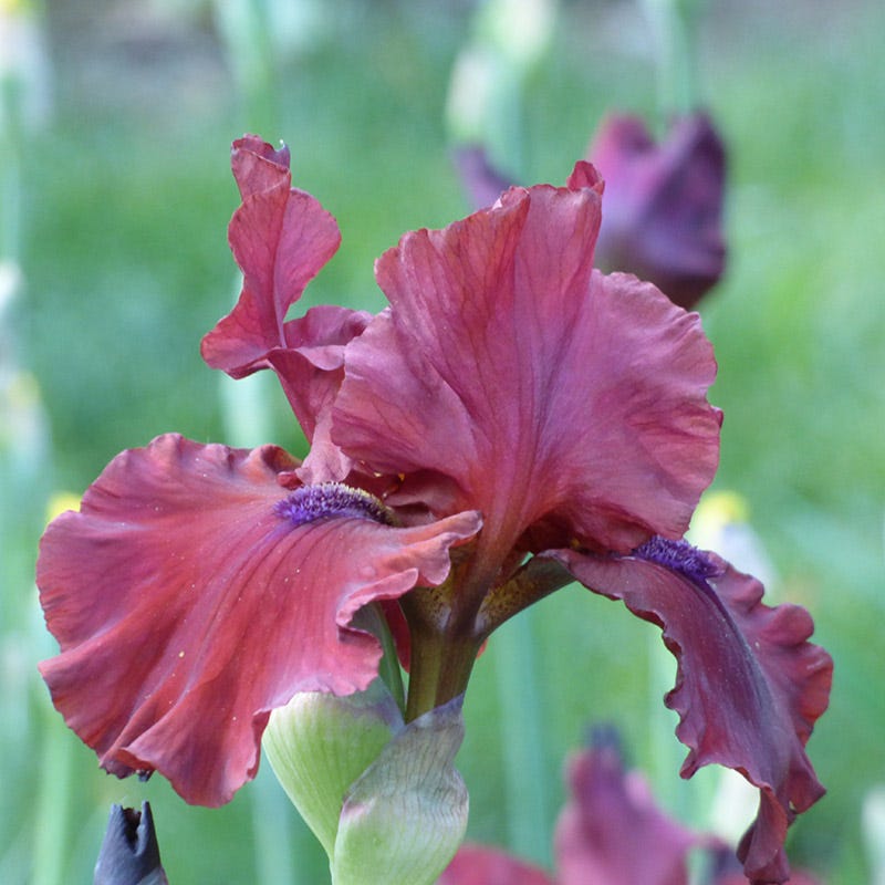 Red Dirt Road Bearded Iris