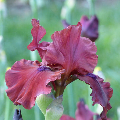 Red Dirt Road Bearded Iris