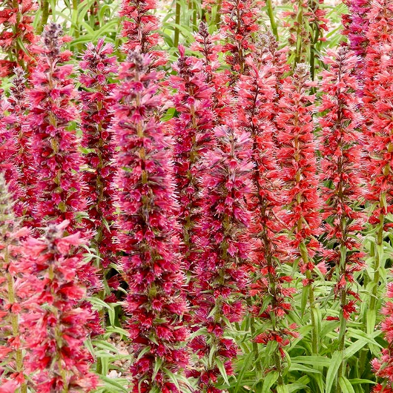 planting echium seeds Echium amoenum