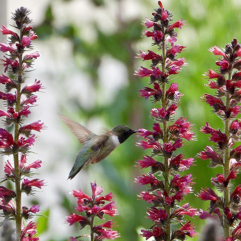Red Feathers (Echium)