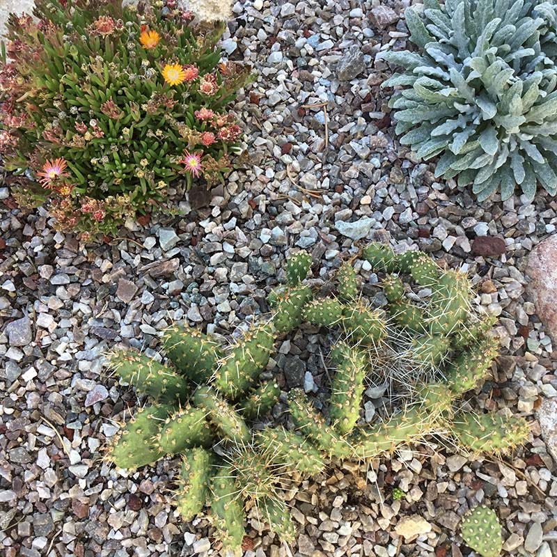 Red Gem Prickly Pear Cactus (Opuntia)
