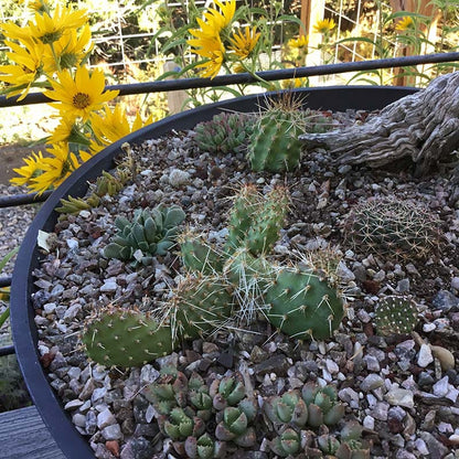 Red Gem Prickly Pear Cactus (Opuntia)