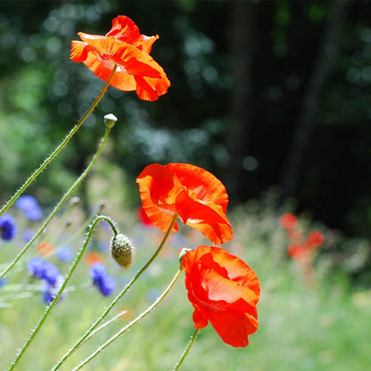 Red Poppy Seeds (Papaver)