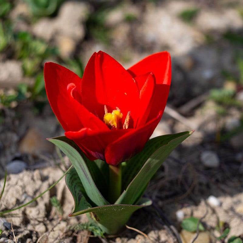 Red Riding Hood Rock Garden Tulip - Thumbnail 3