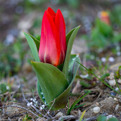 Red Riding Hood Rock Garden Tulip
