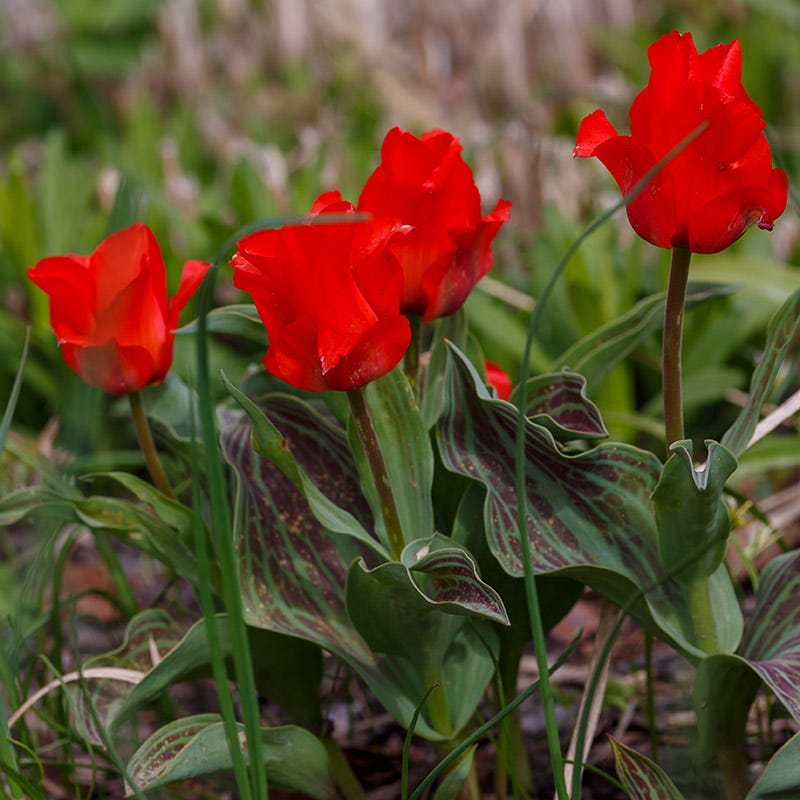 Red Riding Hood Rock Garden Tulip - Thumbnail 4