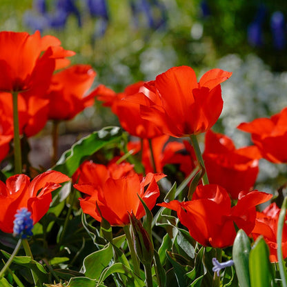 Red Riding Hood Rock Garden Tulip