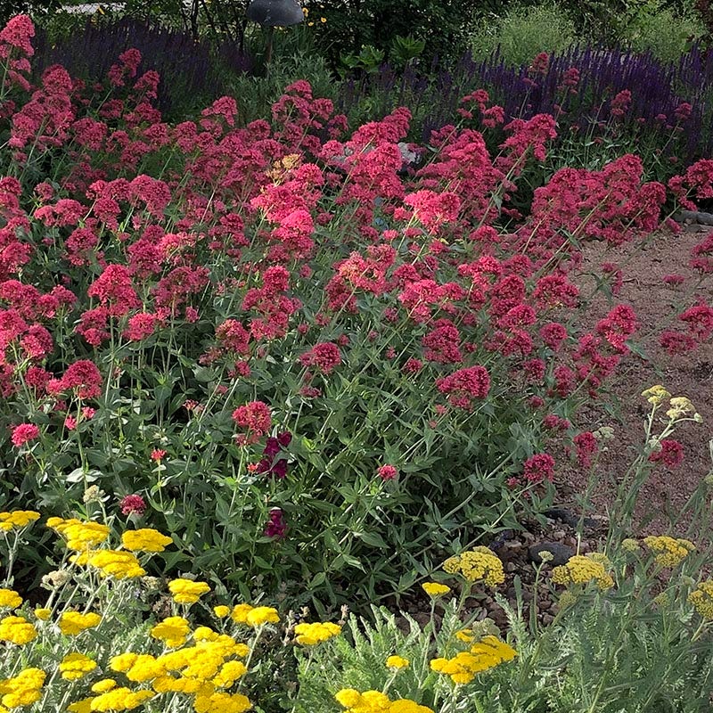 Red Valerian (Centranthus)
