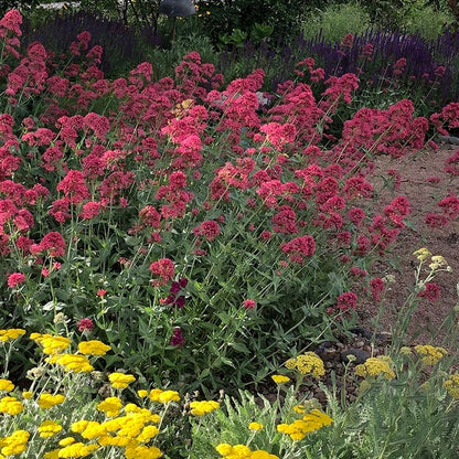 Red Valerian (Centranthus)