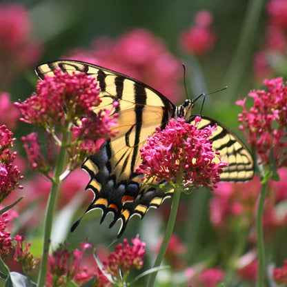 Red Valerian (Centranthus)