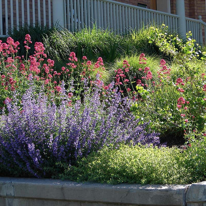 Red Valerian (Centranthus)