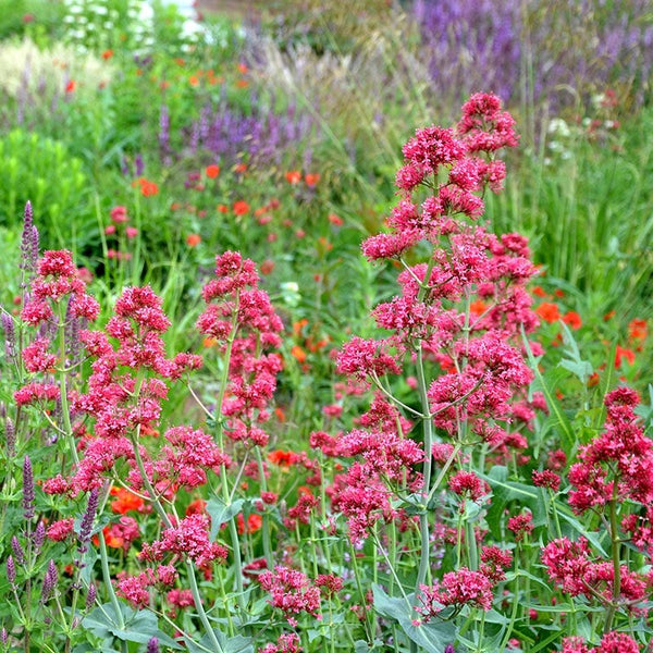 Red Jupiter's Beard, Centranthus ruber Coccineus | High Country Gardens