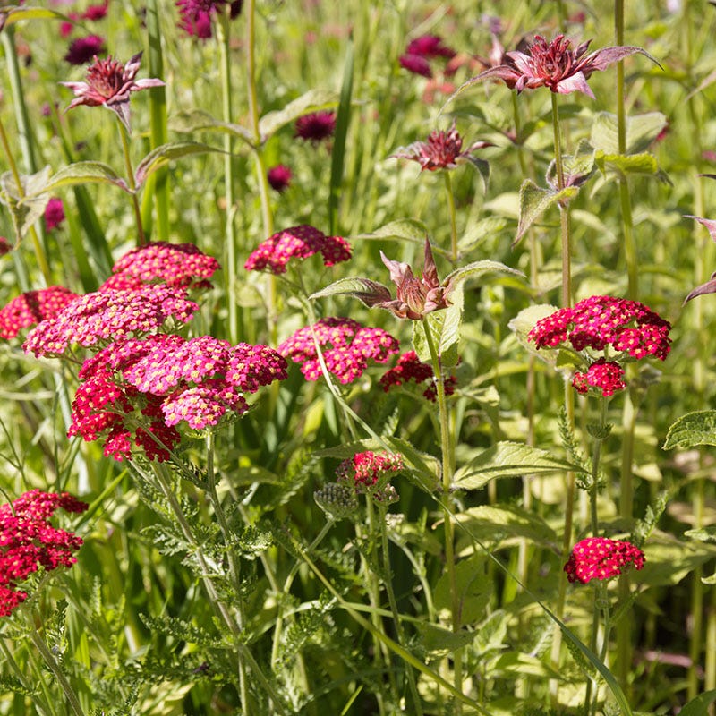 Red Velvet Yarrow - Thumbnail 3