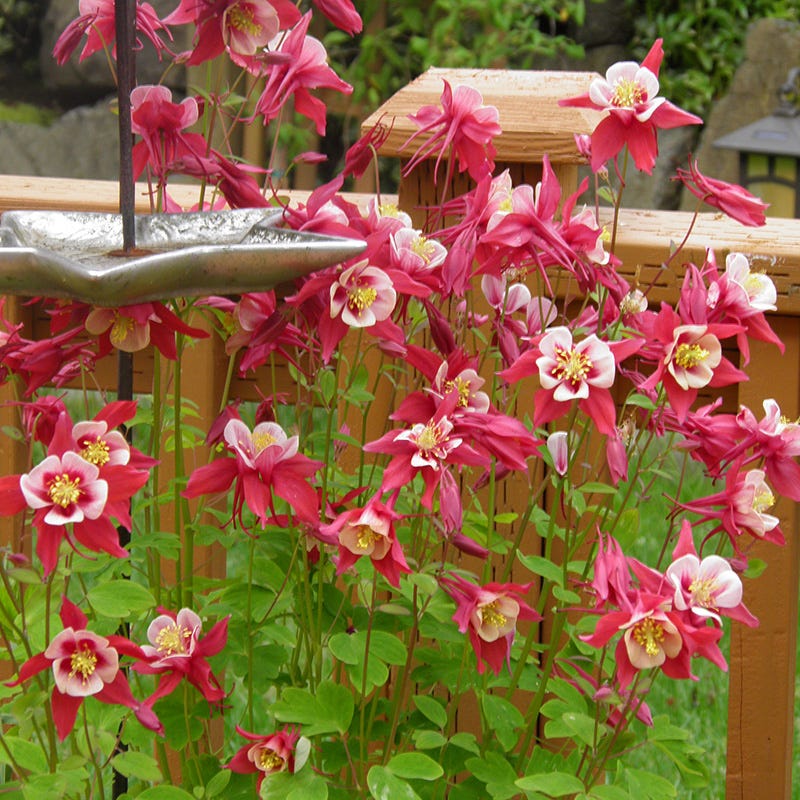 High Country Gardens Aquilegia caerulea - Thumbnail 4