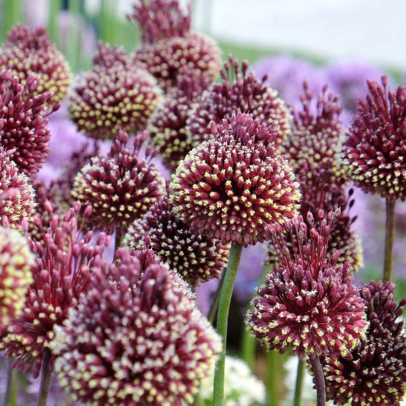 Red Mohican® Allium
