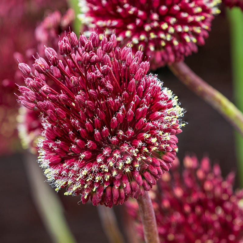 Red Mohican® Allium