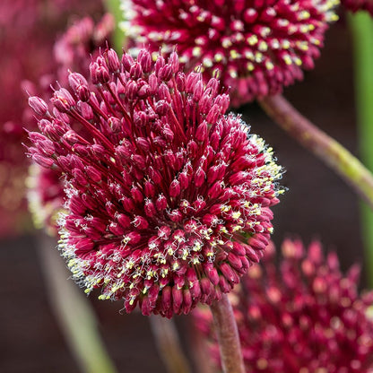 Red Mohican® Allium