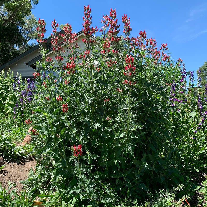 Redbirds In A Tree (Scrophularia)