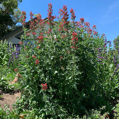 Redbirds In A Tree (Scrophularia)