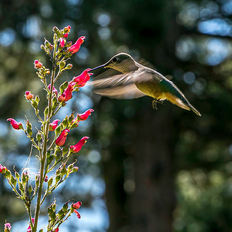 Redbirds In A Tree (Scrophularia)