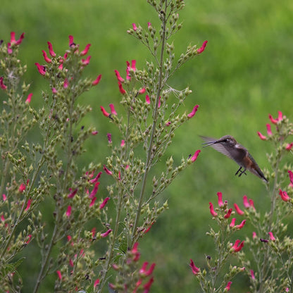 Redbirds In A Tree (Scrophularia)
