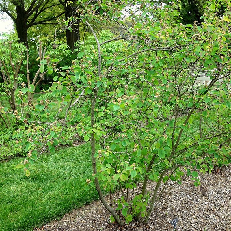Regent Serviceberry (Amelanchier)