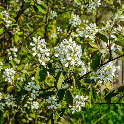 Regent Serviceberry (Amelanchier)
