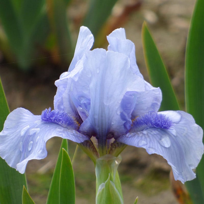Repeat The Blues Dwarf Bearded Iris